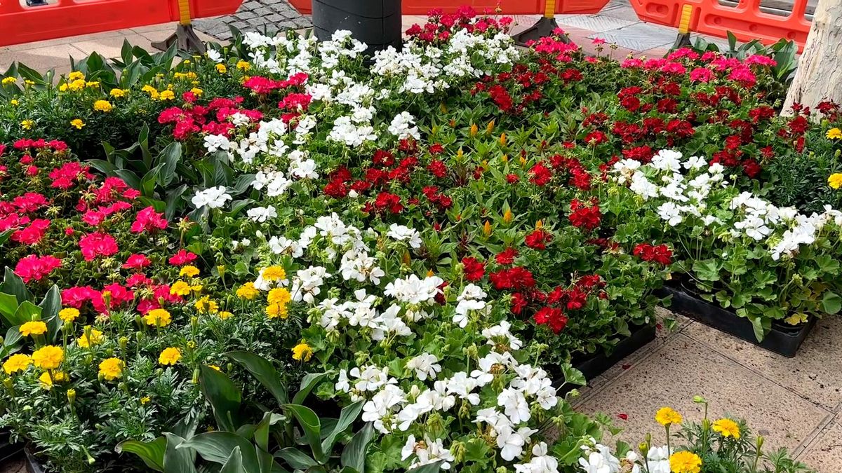 El Ayuntamiento de León reparte este martes más de 2.000 plantas con motivo del Día del Medio Ambiente