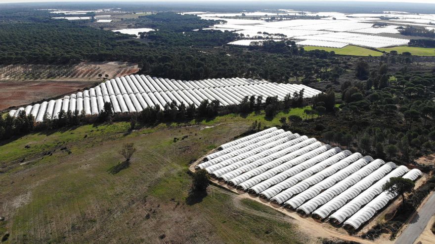 Los principales supermercados europeos reclaman al Gobierno andaluz que no indulte regadíos ilegales en Doñana