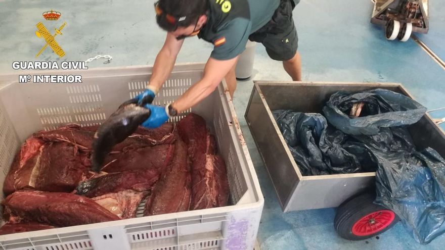 La Guardia Civil interviene en Hondarribia 122 kilos de atún rojo capturado ilegalmente