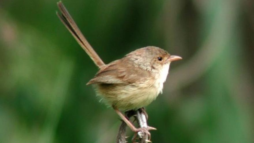 Un maluro dorsirrojo hembra. El color marrón es muy parecido al de los machos cuando no están buscando pareja. / Aviceda/Wikipedia