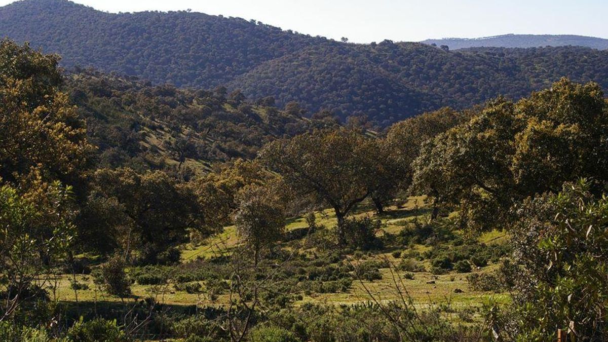 Denuncian el "inicio ilegal" de las obras de la polémica mina de fosfatos de Fontanarejo cercana a Cabañeros