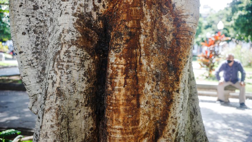 Un árbol afectado por sangrado en la plaza Weyler
