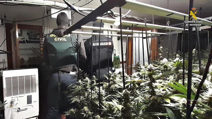 Plantación ilegal de marihuana intervenida en Trijueque