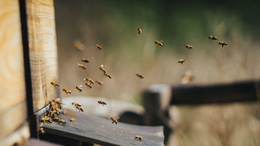 Parece imposible, pero estas abejas son capaces de sobrevivir hasta una semana bajo el agua