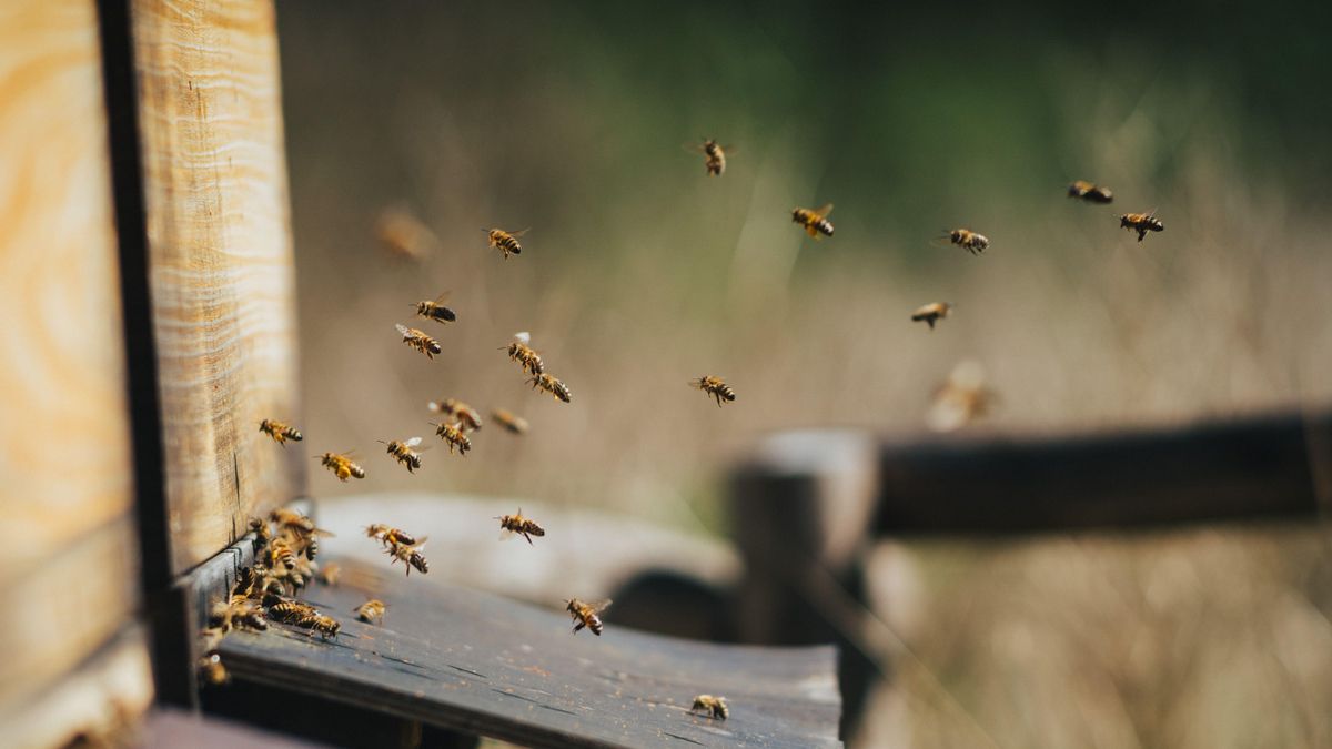 Parece imposible, pero estas abejas son capaces de sobrevivir hasta una semana bajo el agua