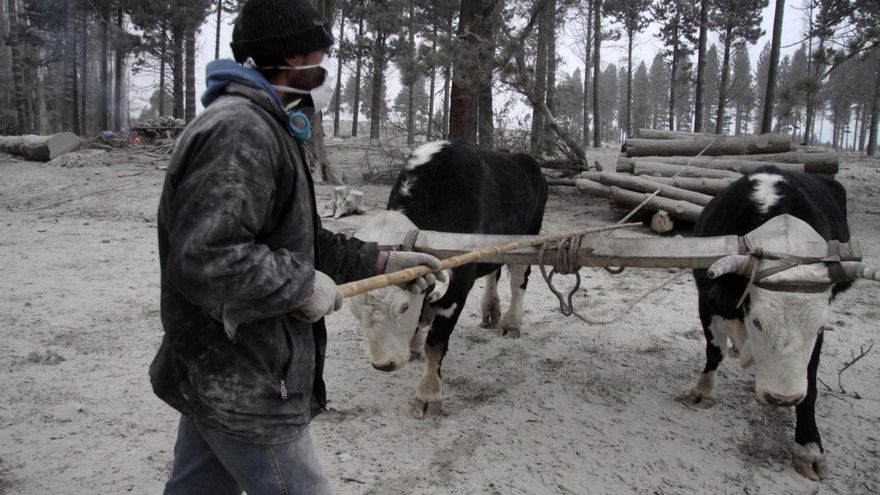 Los pequeños productores estuvieron entre los más afectados por la caída de las cenizas  del volcán Puyehue - Cordón Caulle