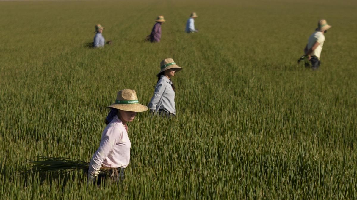 La vuelta a la actividad en los campos de arroz sevillanos generará 5.000 empleos