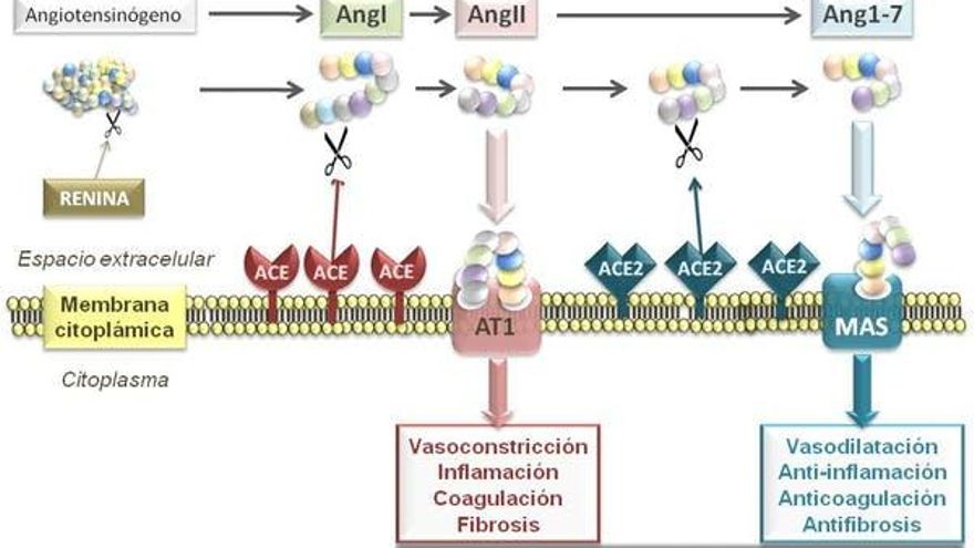 Esquema resumido del Sistema Renina Angiotensina (RAS)