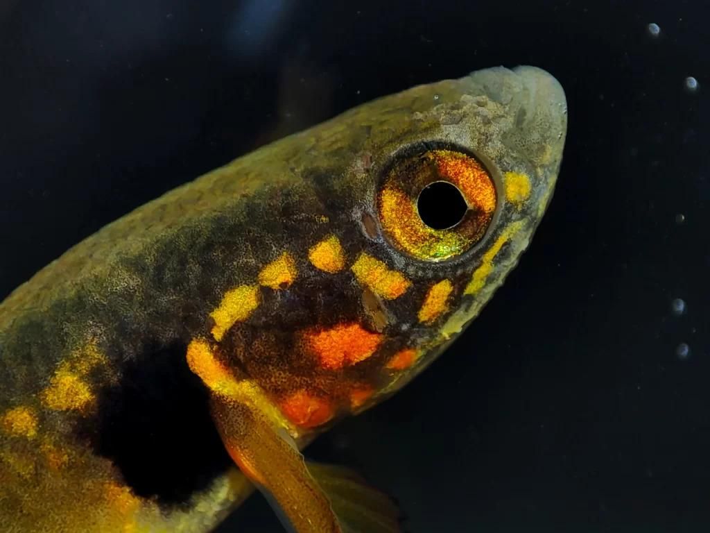 Plano detalle del Moema claudiae con la particular mancha negra que ayudó a su identificación. Foto: cortesía Revista Nómadas