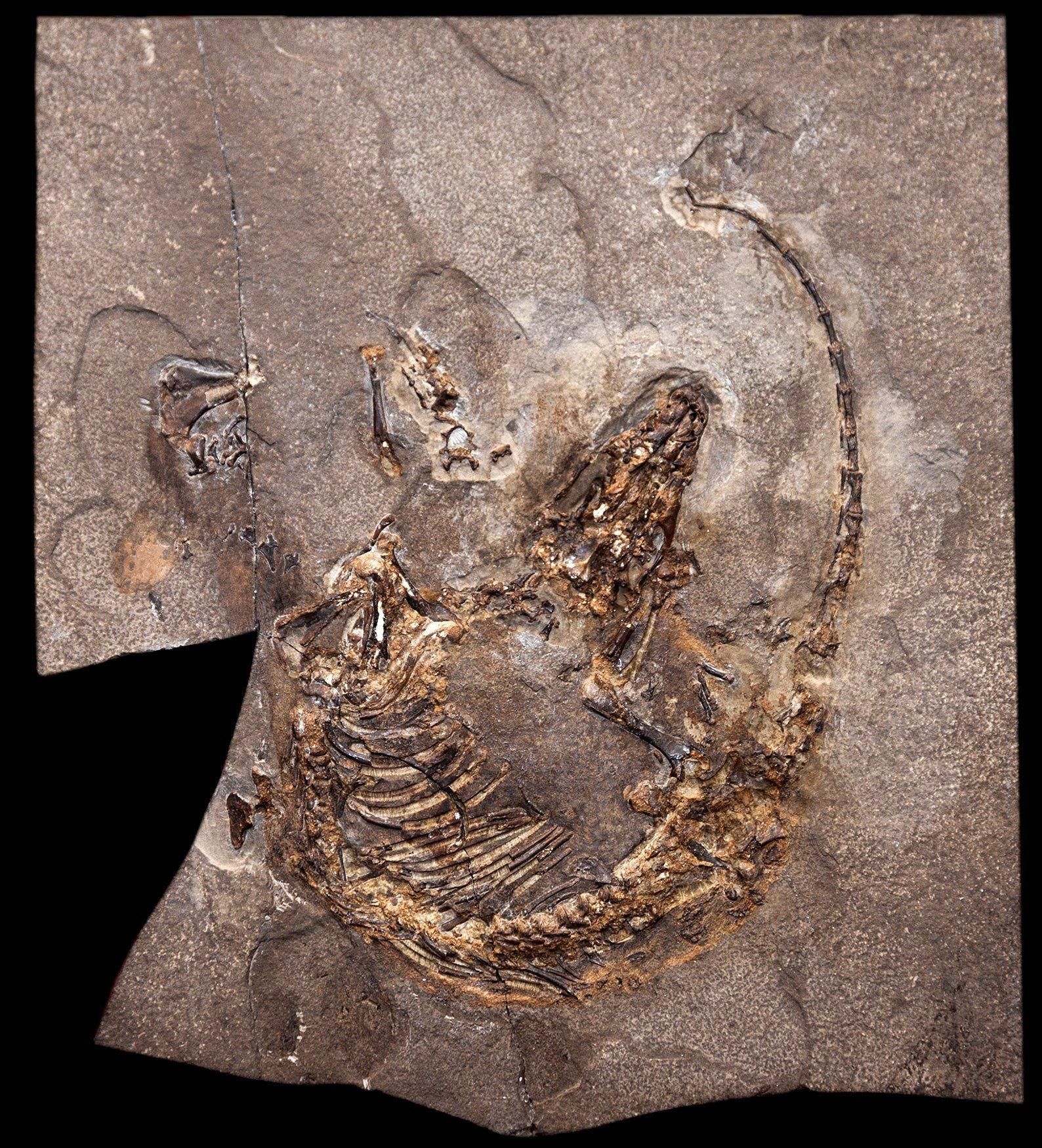 Fósil de un ancestro de los mamíferos encontrado en el yacimiento de Las Hoyas, del Cretácico Inferior