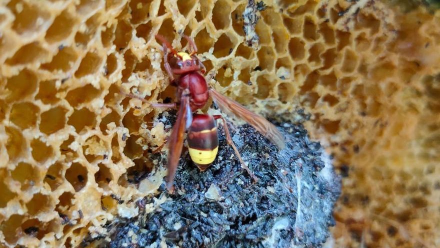 Apicultores de Córdoba: “No sabemos cómo vamos a escapar del avispón oriental”