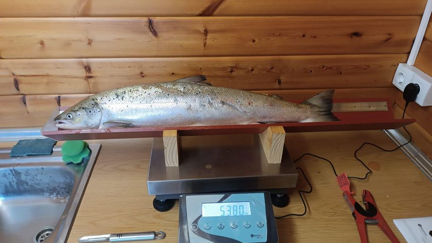 Sin 'campanu' en la apertura de la temporada de pesca del salmón en Asturias