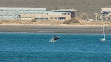 La Patagonia: el lugar donde se aman las ballenas