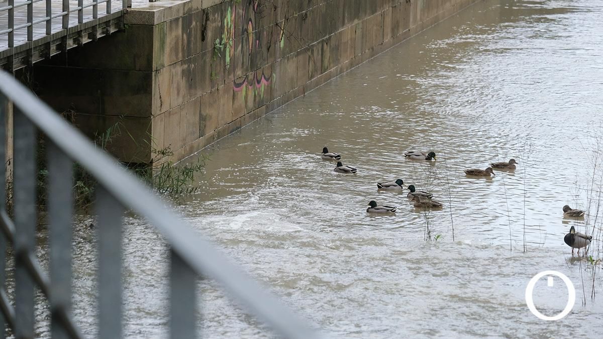 Así va el río Guadalquivir a su paso por Córdoba después de las últimas lluvias