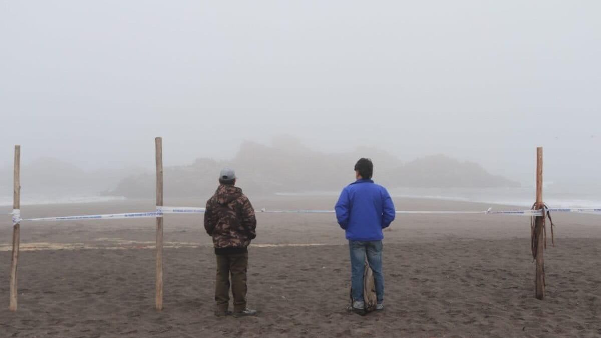 Autoridades resguardan La Lobería de Cobquecura para evitar que personas se acerquen al hábitat de los lobos marinos.