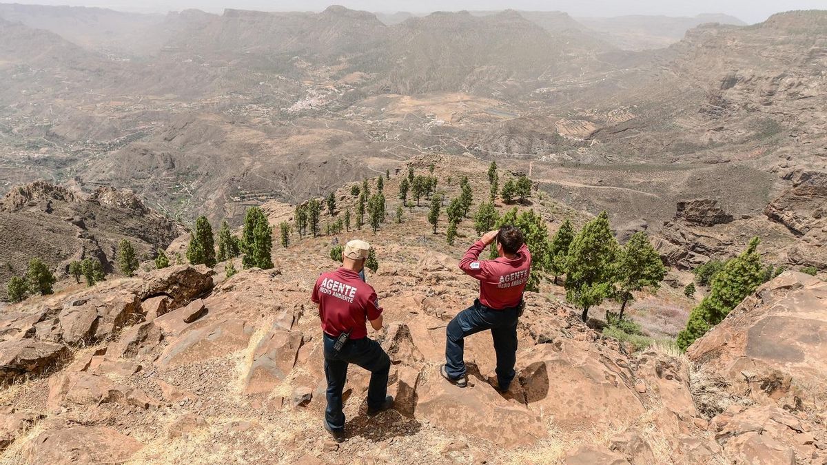 Agentes insulares de Medio Ambiente en la cumbre de Gran Canaria.