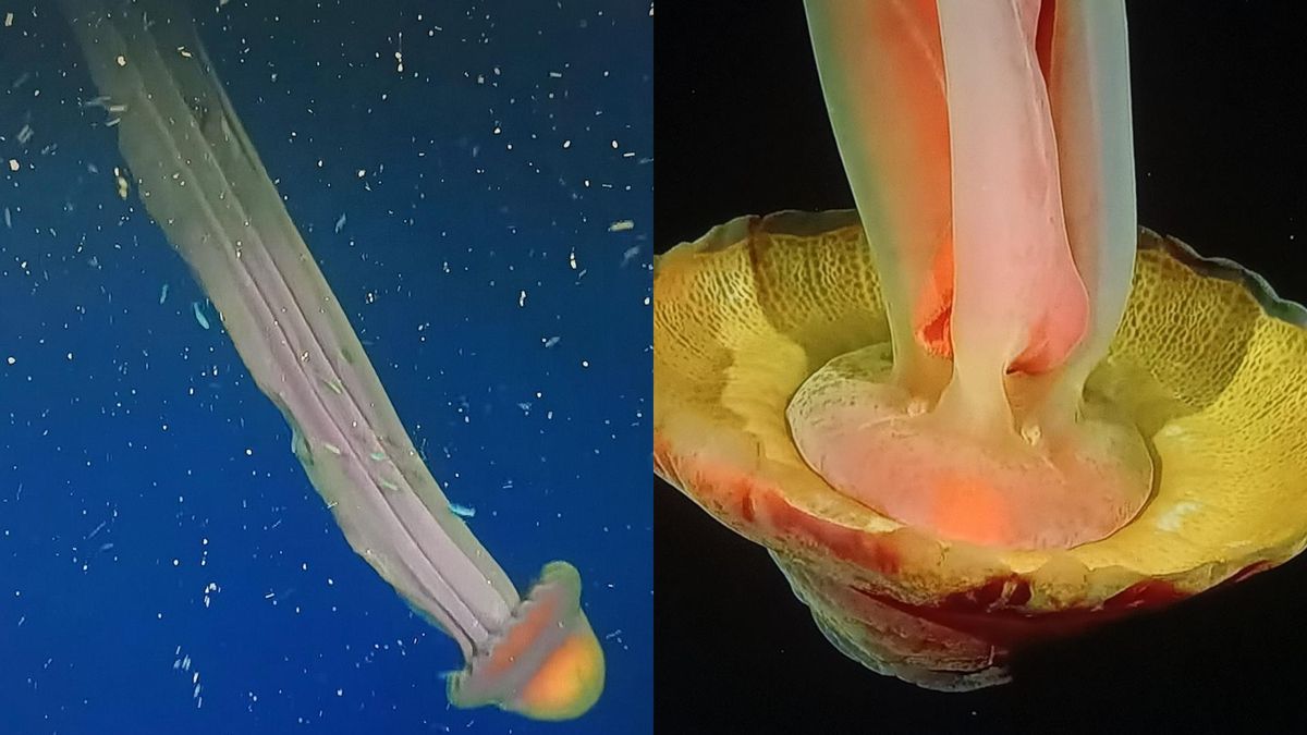 Streaming del CONICET: hallaron una medusa gigante en el Mar Argentino