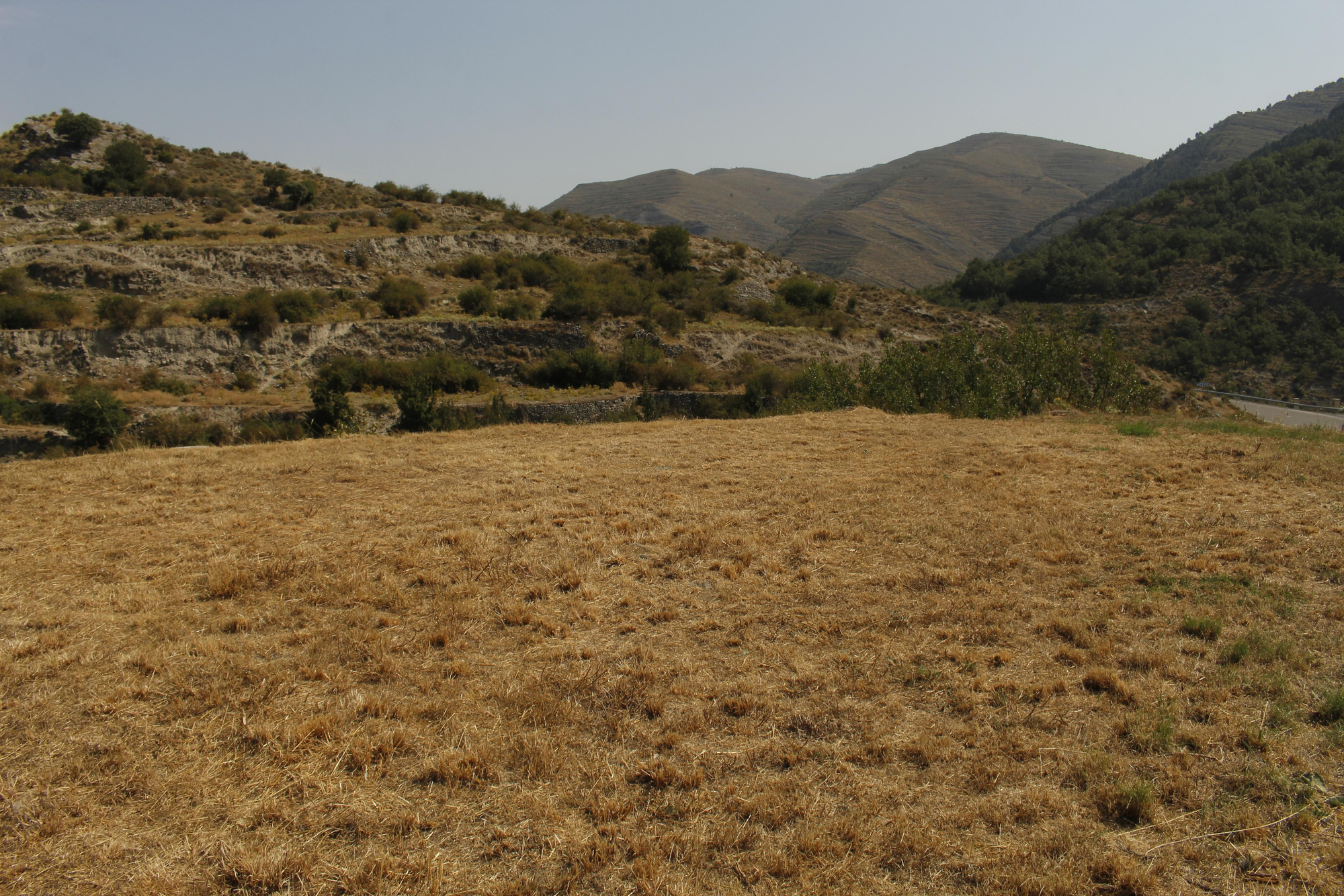 Día del Camero Viejo en Terroba