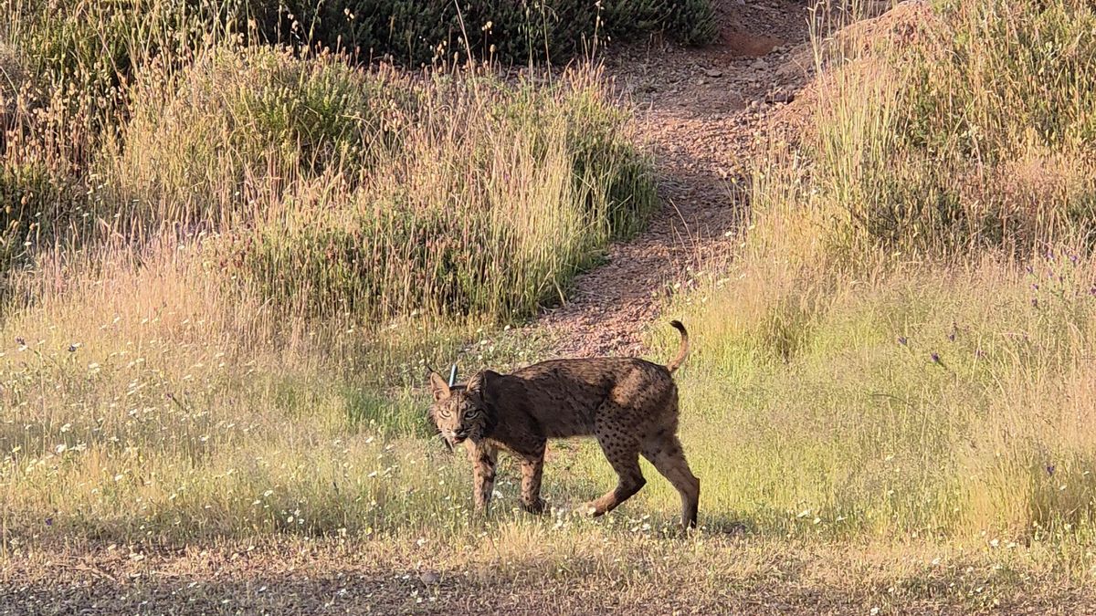 Ecologistas reclama medidas para la viabilidad de la pareja reproductora de lince ibérico en Córdoba