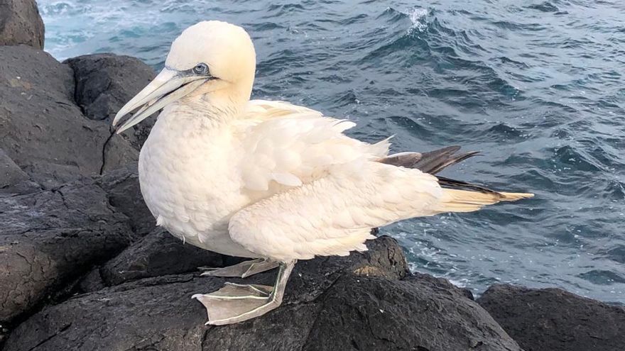 La gripe aviar vuelve a avanzar por España: Galicia detecta la enfermedad por primera vez en dos ejemplares salvajes