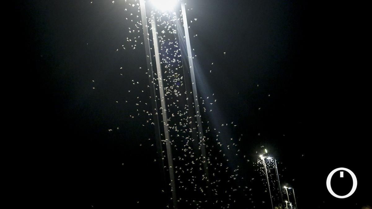 Nube de insectos en la ribera