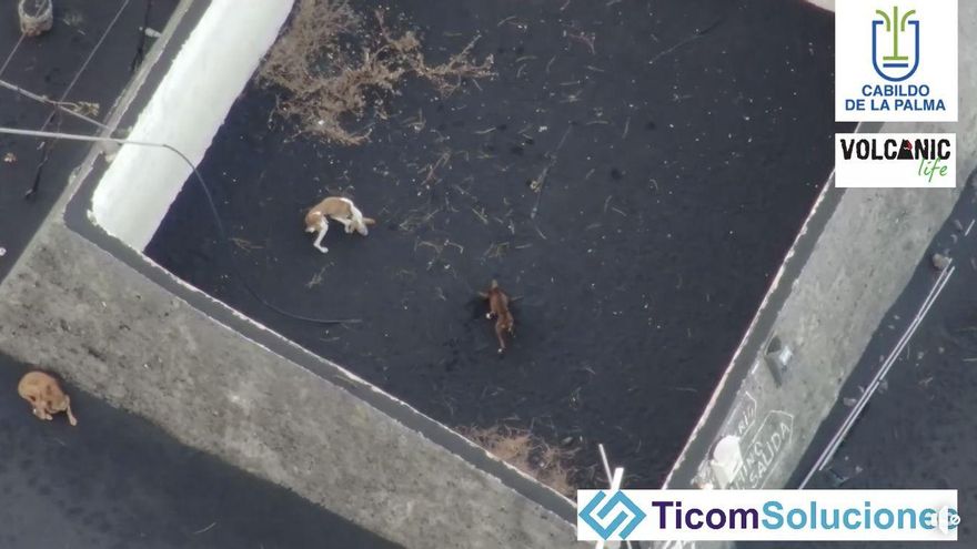 La Guardia Civil sigue la pista de un bombero, un cazador y un vulcanólogo en busca de los rescatadores de los perros del volcán de La Palma