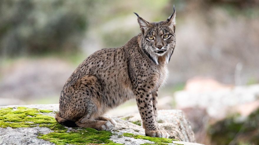 Cabeza contra cabeza: el sorprendente comportamiento territorial de los linces ibéricos