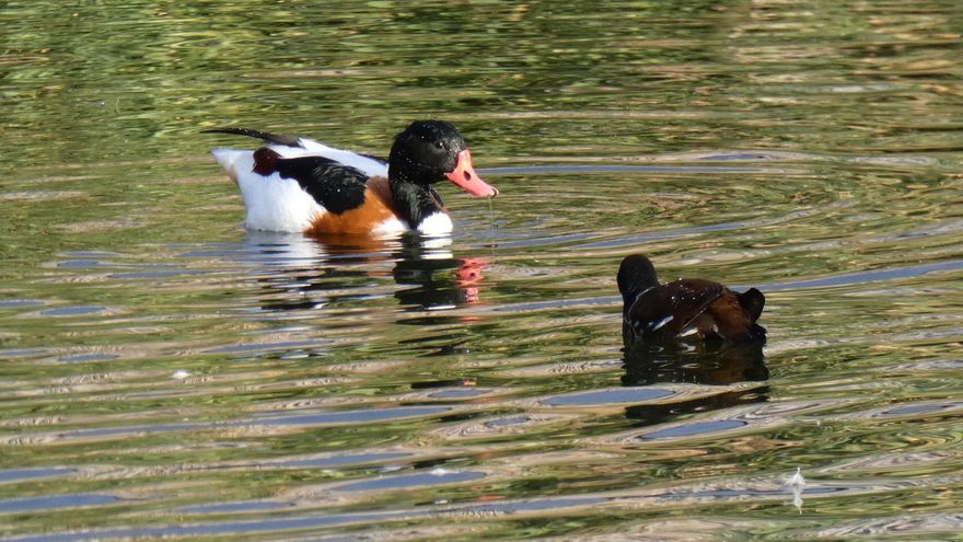 Uno de los puntos fuertes de Damiel es tener a los animales muy cerca.