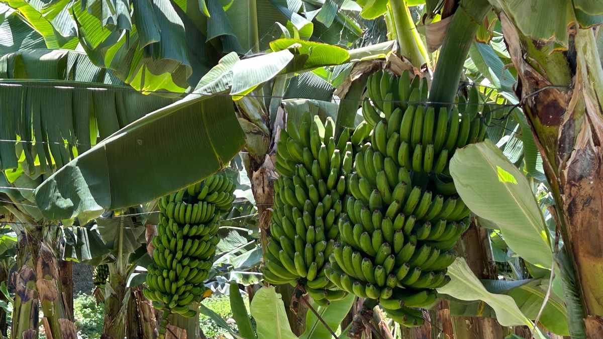 El Gobierno de Canarias abona el primer pago de la ayuda del POSEI al plátano y  aplica medidas excepcionales a afectados por  la erupción