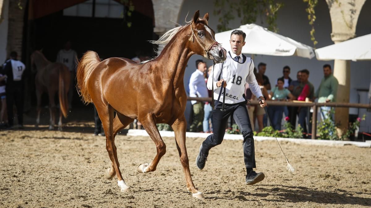 Campeonato Nacional de Caballos Árabes