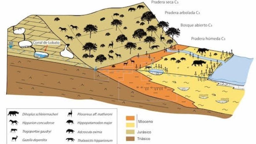 Yacimiento manchego reconstruye el ambiente de hace 7,1 millones de años