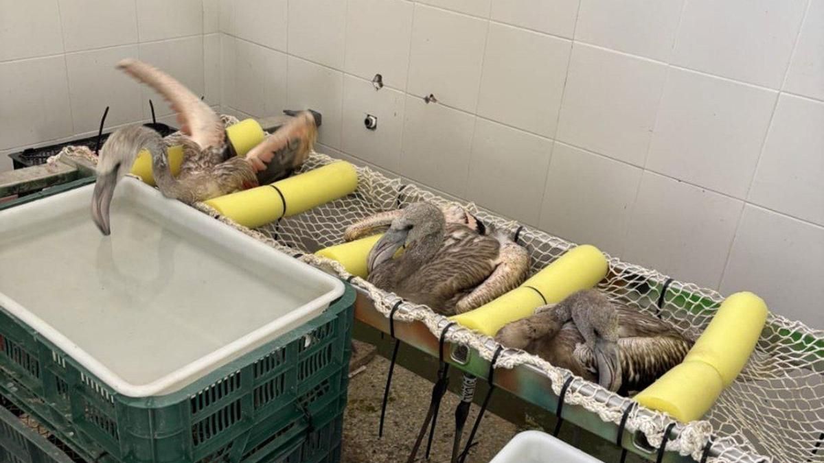 El Zoo acoge 15 pollos de flamenco de la Reserva de Fuente de Piedra