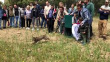 Suelta del lince 'Pica', el último de 2019