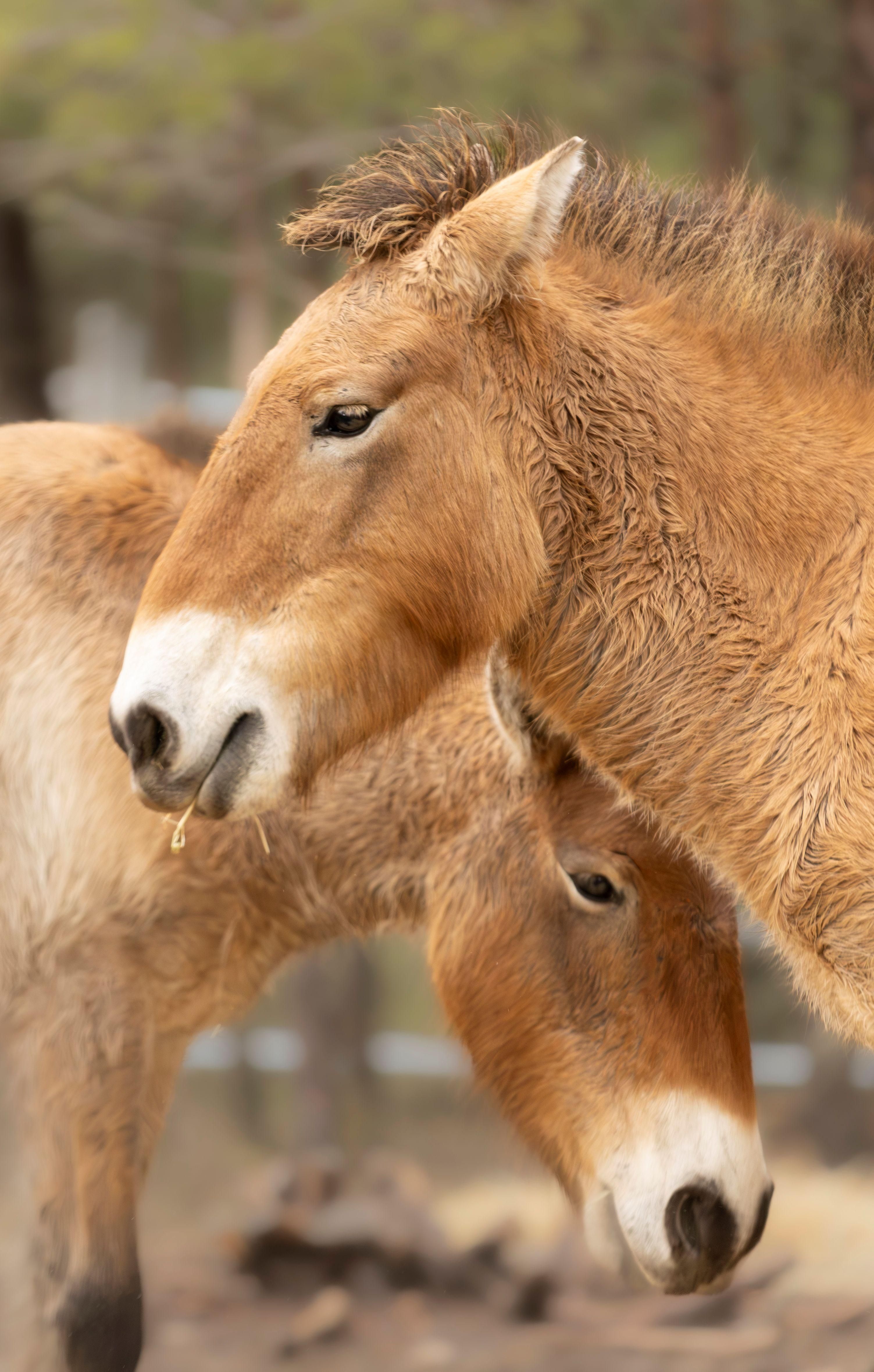 Ejemplares de caballos Prezewalski en la finca 'La Campana' de Checa (Guadalajara)