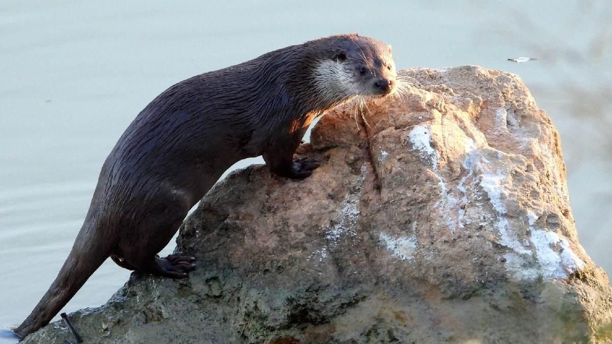 Nutria. Pakito Tornado