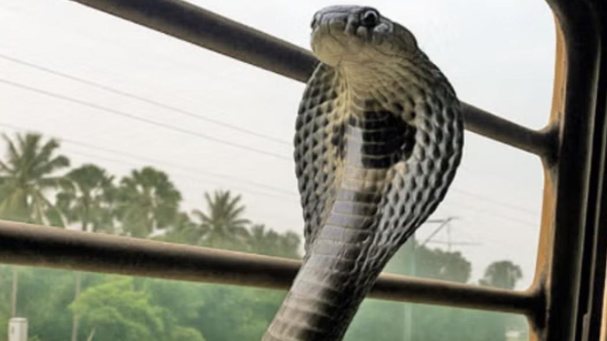 Parmar propone cambios en la gestión ferroviaria para evitar nuevos traslados accidentales