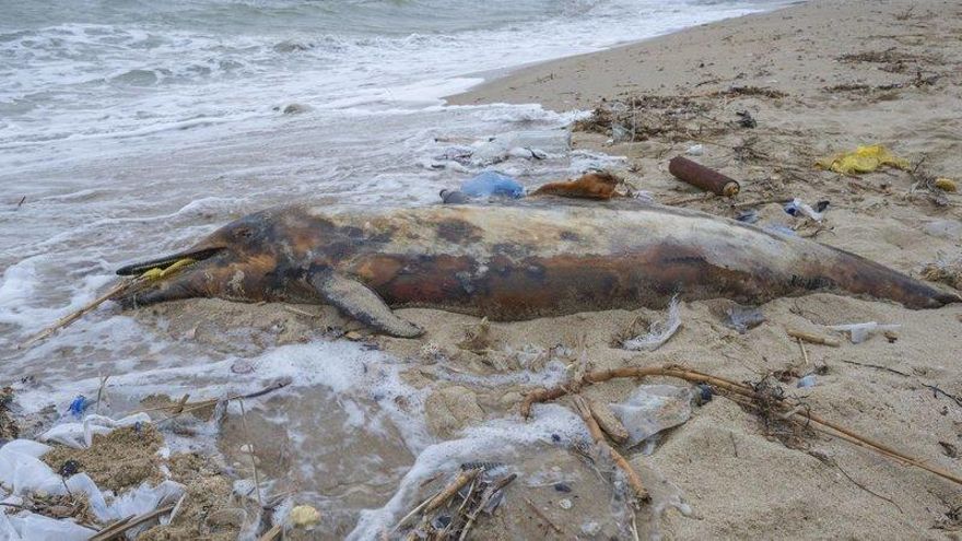 Recogida de firmas para acabar con la "sopa de plástico" que rodea Canarias, mortal para la fauna marina