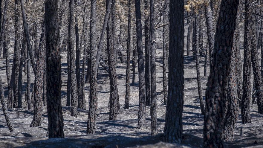Así te hemos contado la última hora de los incendios en España del 20 de julio de 2026