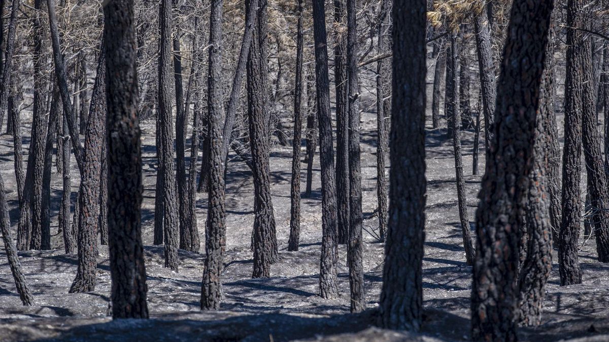 Última hora de los incendios en España: previsión "esperanzadora" en La Mierla tras arrasar más de 16.000 hectáreas
