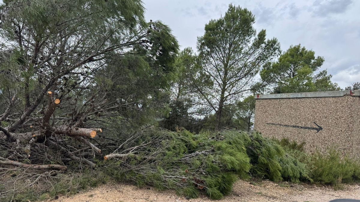 Árboles talados en la urbanización Nueva Sierra de Albalate de Zorita