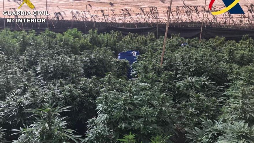 Plantación de marihuana en Gran Canaria