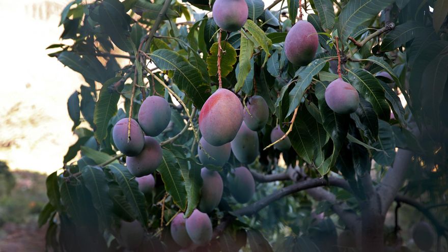 Mangas en el barranco de Arguineguín, en Gran Canaria.