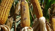 La falta de acuerdo en la UE permite a la Comisión abrir la vía al cultivo de dos nuevos transgénicos