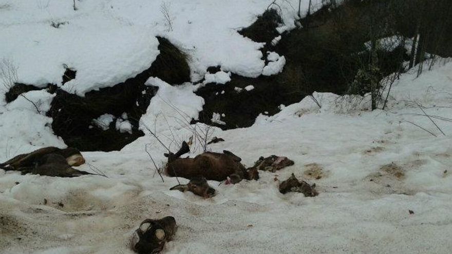 Ciervos muertos en la nieve