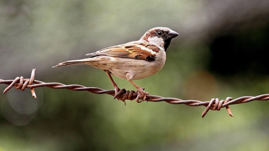 Loros, gorriones y canarios: su venta masiva por internet puede amenazar su conservación