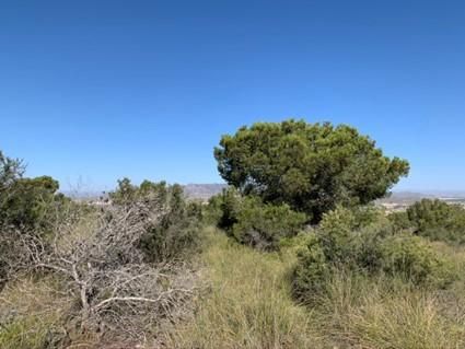 Comunidad semiárida de matorral abierto y pinar en el sureste de la Península Ibérica en la provincia de Almería (Pulpí).