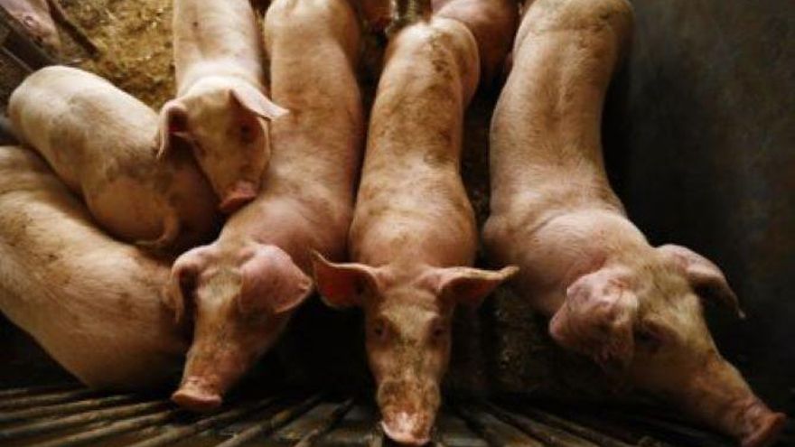 El porcino en intensivo de Castilla-La Mancha “se pone a funcionar para intentar evitar que salga adelante la moratoria”