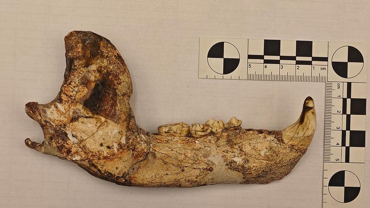 Los primeros osos no solo comían insectos: un estudio apunta a que tenían una dieta amplia