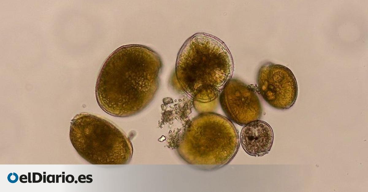 De Canarias a Alicante: detectadas por vez primera en aguas peninsulares microalgas tóxicas tropicales que infectan el pescado