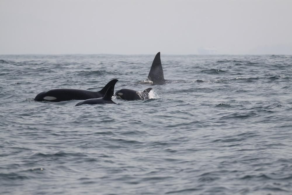 Las orcas del ecotipo POT tienen una dieta generalista. Investigadores han documentado a algunas de ellas alimentándose de peces, delfines, tortugas, rayas, tiburones y ballenas. Foto: cortesía Grupo Universitario de Investigación de Mamíferos Marinos (GUIMM) de la Facultad de Ciencias Marinas de la Universidad de Colima